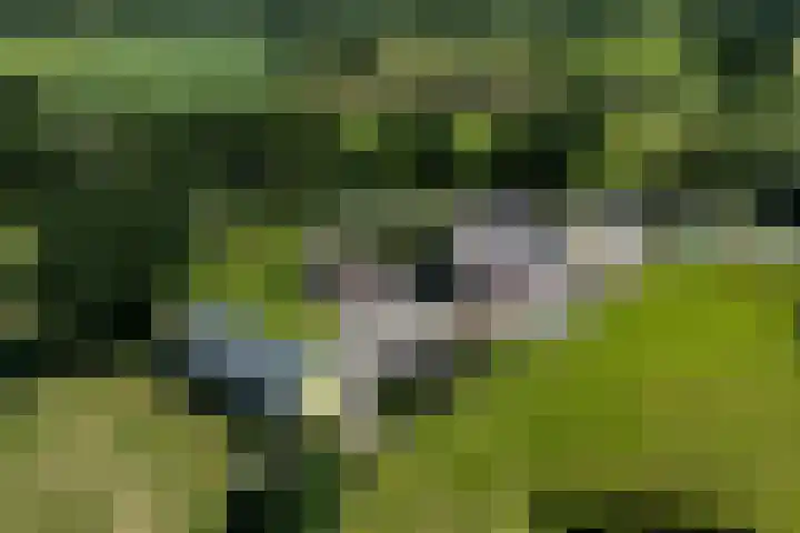 Blauwhuisterweg 52 Surhuisterveen thumbnail 63