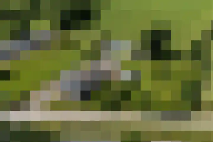 Blauwhuisterweg 52 Surhuisterveen thumbnail 64
