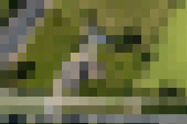 Blauwhuisterweg 52 Surhuisterveen thumbnail 65