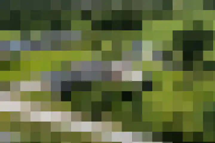 Blauwhuisterweg 52 Surhuisterveen thumbnail 69