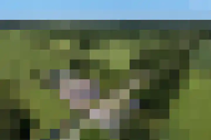 Blauwhuisterweg 52 Surhuisterveen thumbnail 7