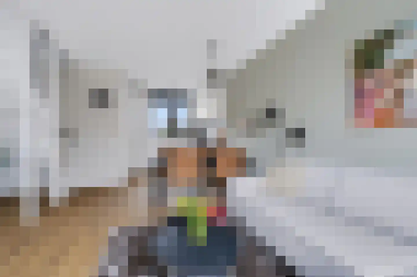 Blauwselmolen 5 Zwolle thumbnail 7