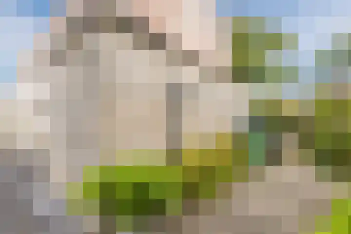 Blauwtjes 150 Breda thumbnail 30