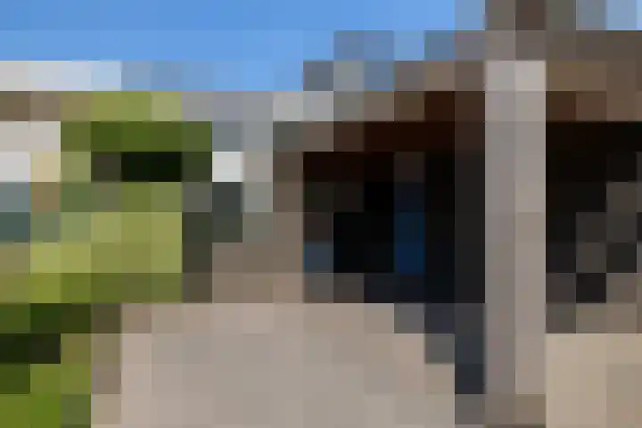 Blauwtjes 7 Breda thumbnail 41