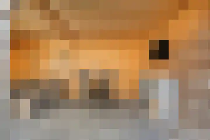 Blazoenlaan 45 b Zeeland thumbnail 28