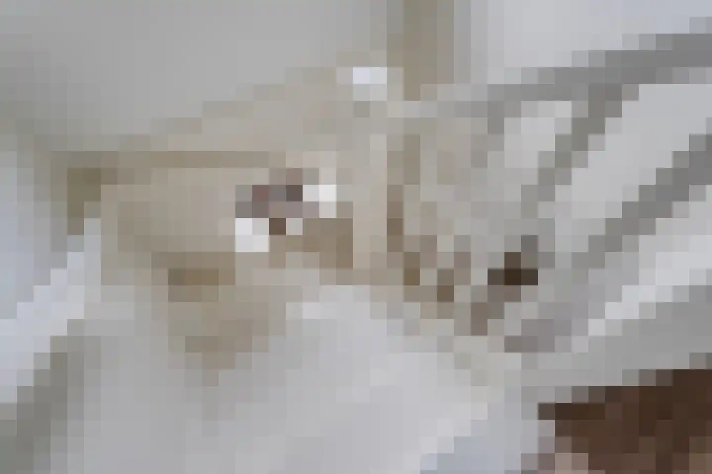 Bleekhof 15 Ruinerwold thumbnail 37