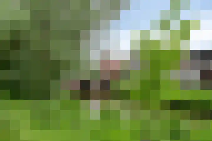 Bleekweg 65 Eindhoven thumbnail 28
