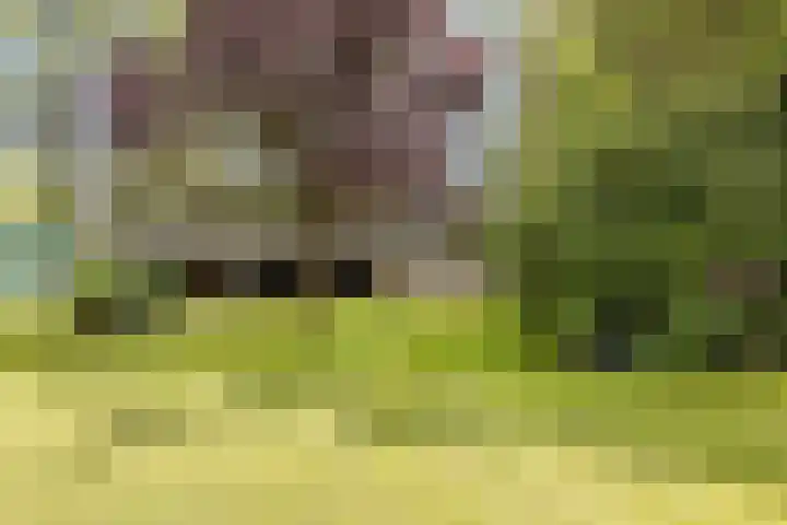 Bleijenbeek 13 Afferden L thumbnail 35