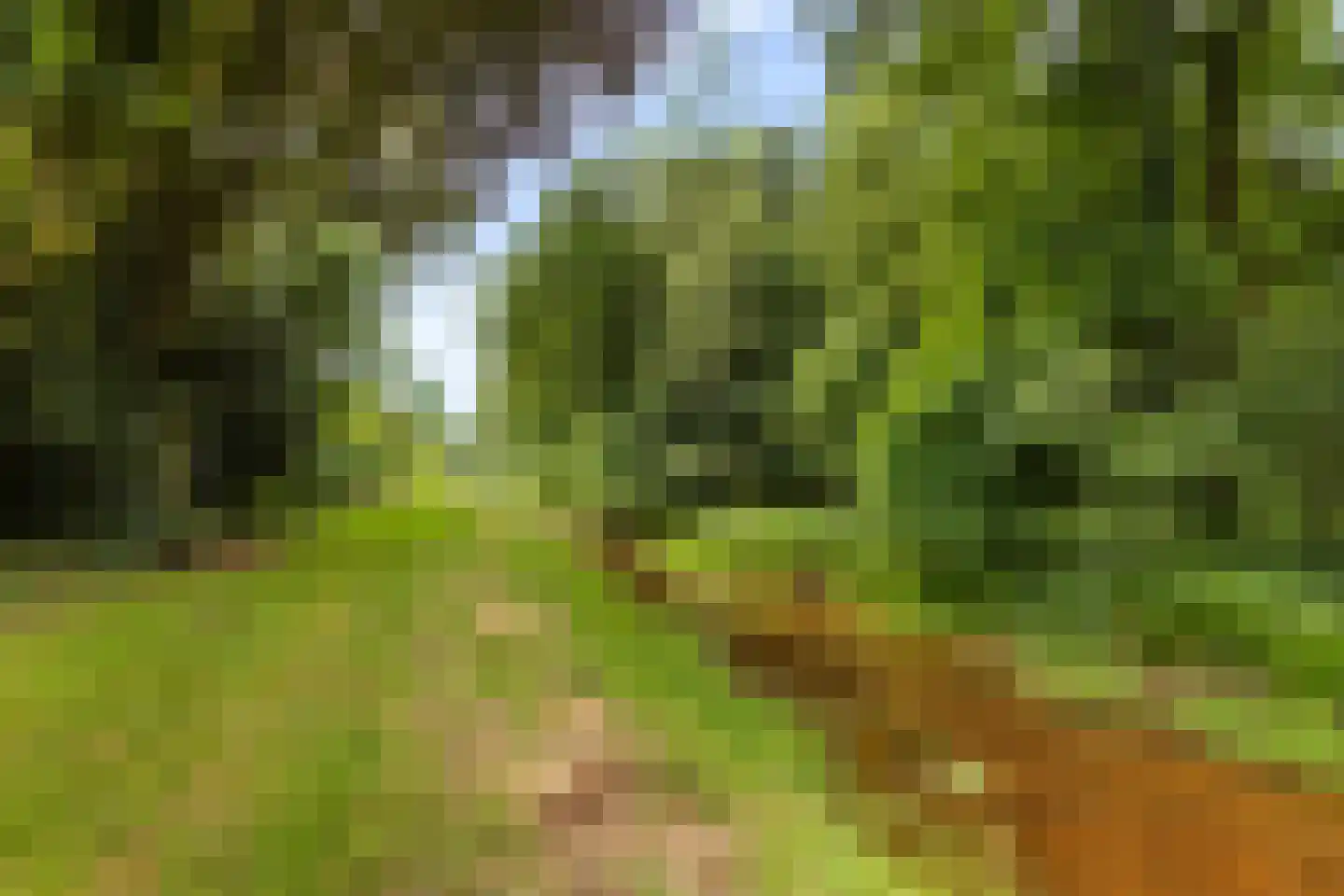 Bleijenbeek 2 Afferden L thumbnail 43