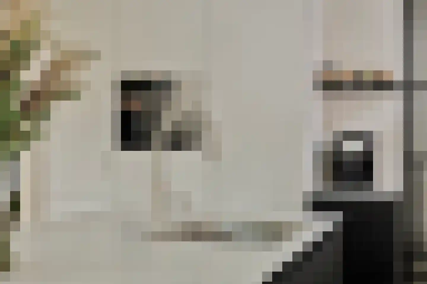 Bleijenhoek 10 Bladel thumbnail 33