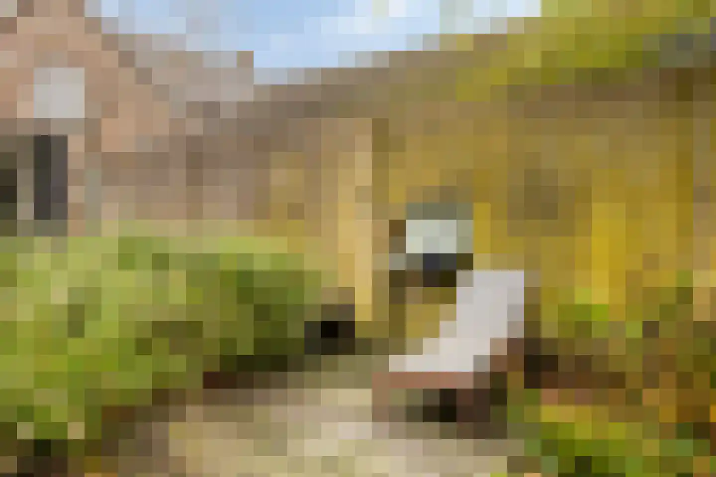 Bleijenhoek 10 Bladel thumbnail 67