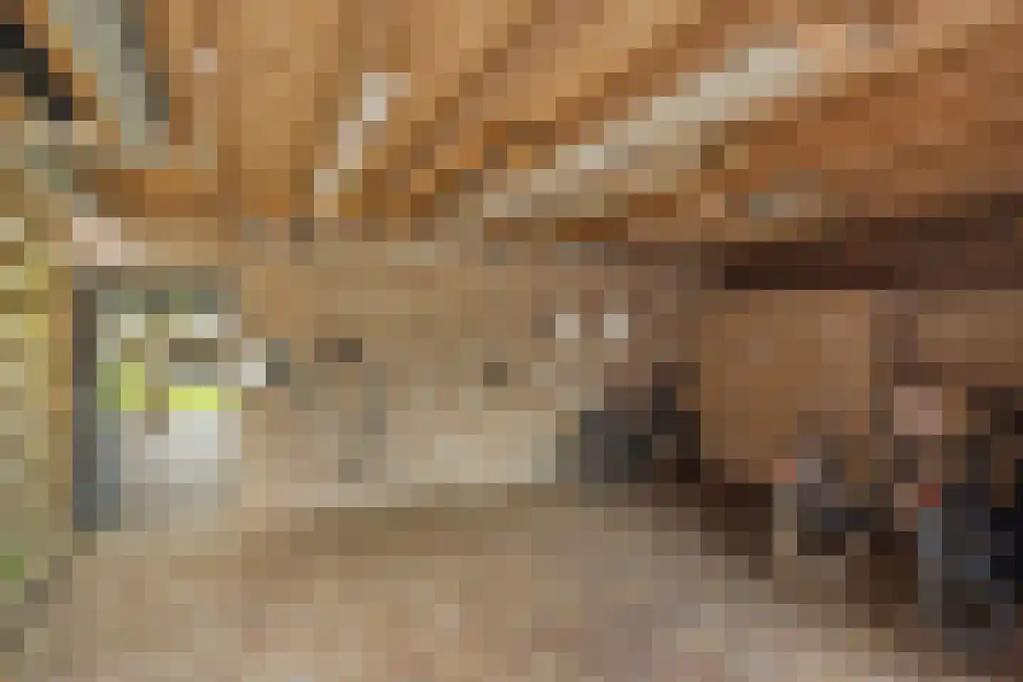Bleijenhoek 10 Bladel thumbnail 78