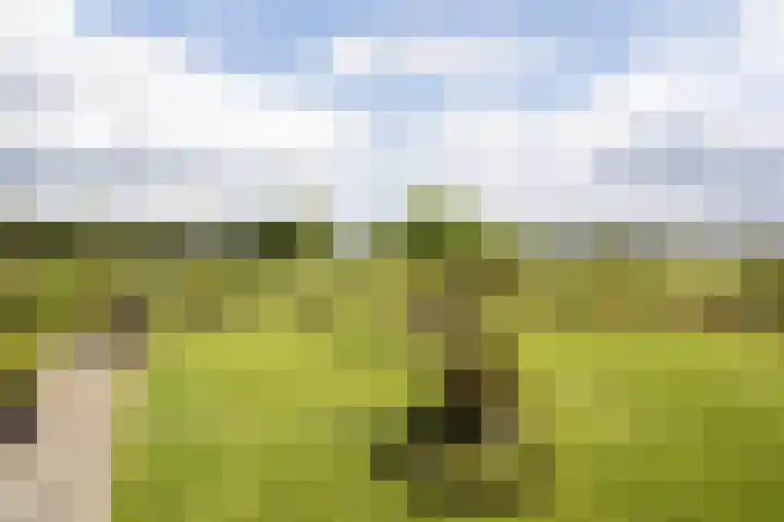 Blekemeer 20 Uddel thumbnail 6
