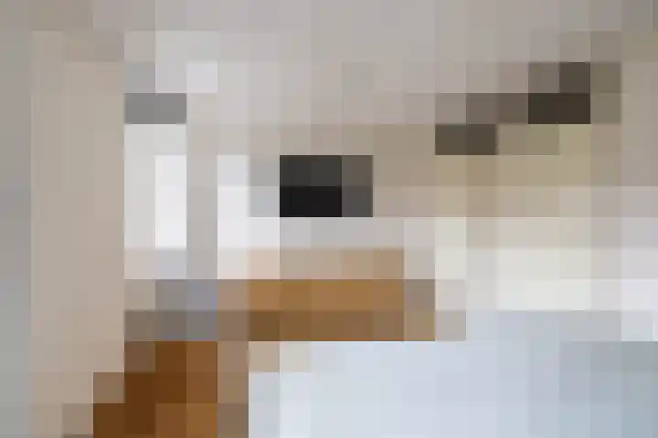Blekerslaan 31 Groningen thumbnail 24