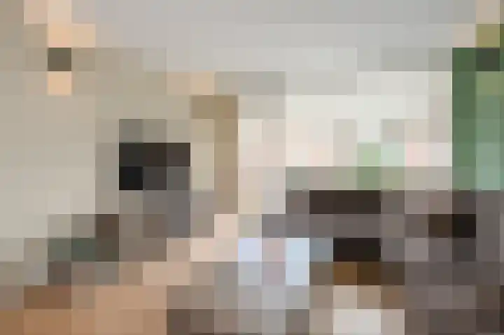 Blekerslaan 43 Rijswijk thumbnail 17