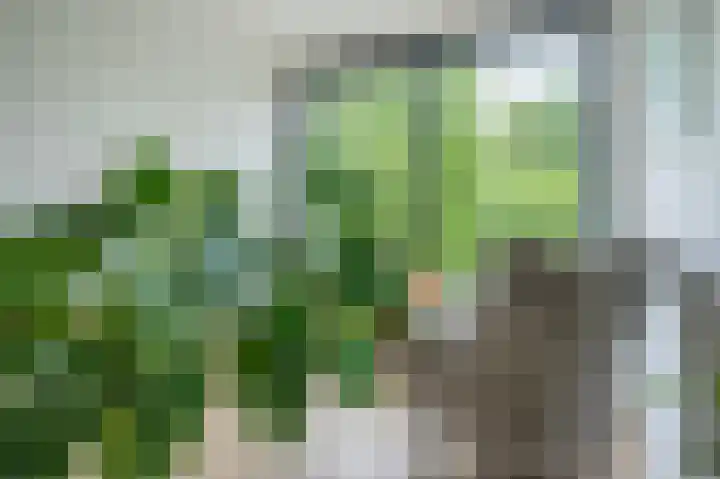 Blekerswegje 49 Zwolle thumbnail 24