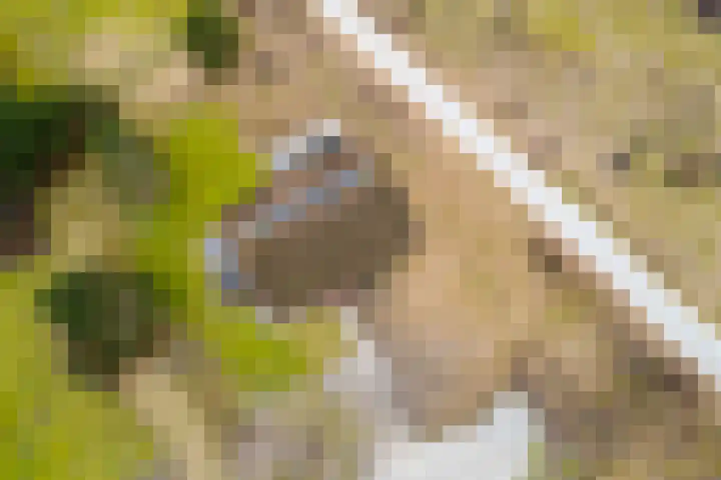 Bliekeduun 28 Hollum thumbnail 43