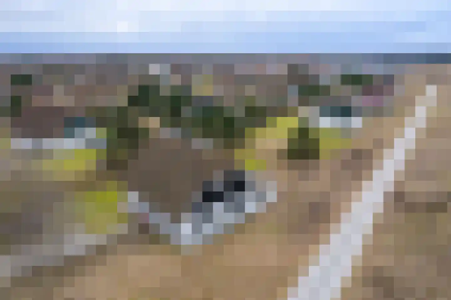 Bliekeduun 28 Hollum thumbnail 6