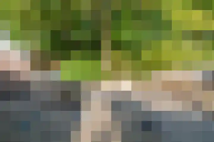 Blijhamsterweg 20 Bellingwolde thumbnail 13