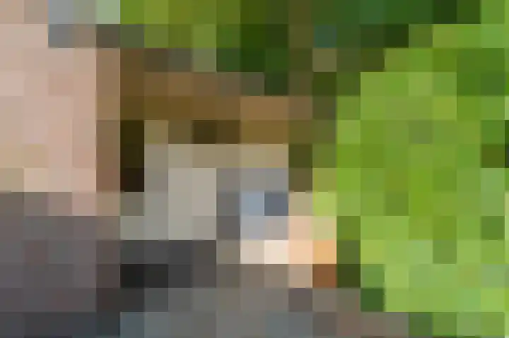 Blijhamsterweg 20 Bellingwolde thumbnail 18