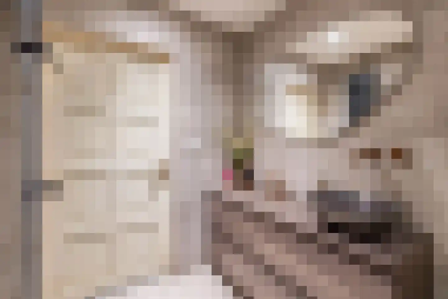 Blijhamsterweg 32 Winschoten thumbnail 38
