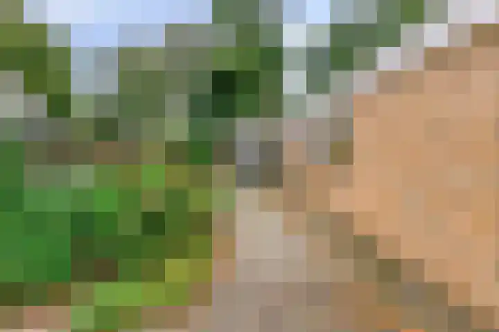Blijhamsterweg 8 a Bellingwolde thumbnail 34