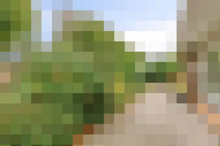 Blijhamsterweg 8 a Bellingwolde thumbnail 6