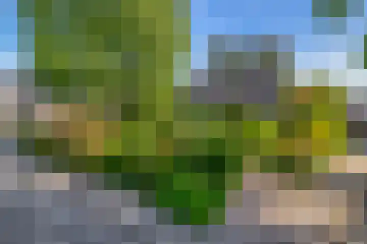 Blijhamsterweg 86 Winschoten thumbnail 4