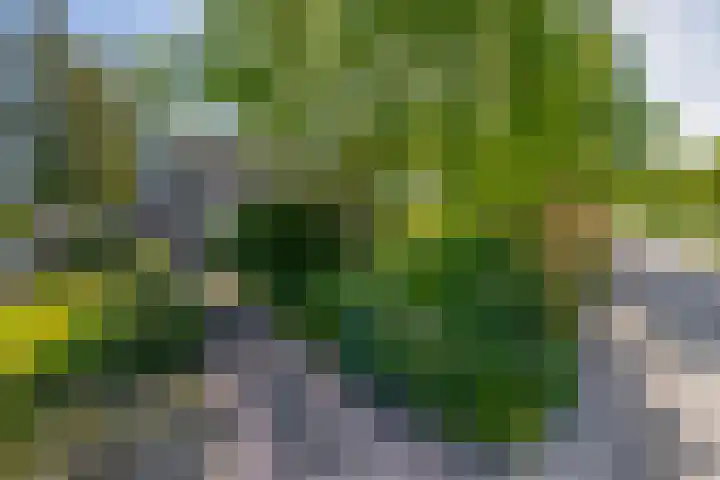 Blijhamsterweg 86 Winschoten thumbnail 44