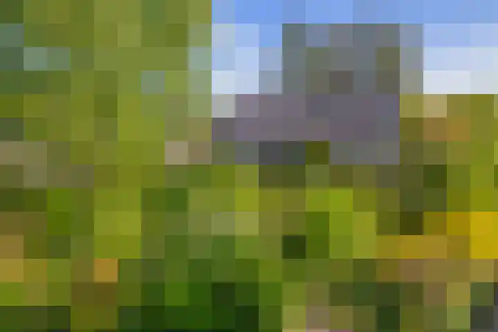 Blijhamsterweg 86 Winschoten thumbnail 6