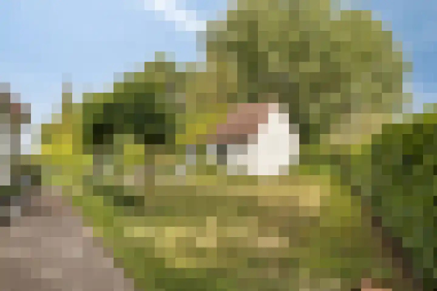 Blijpolderseweg 1 Zuiddorpe thumbnail 35