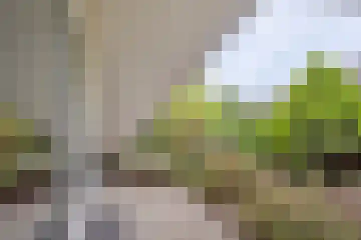 Blikakker 24 Deventer thumbnail 12