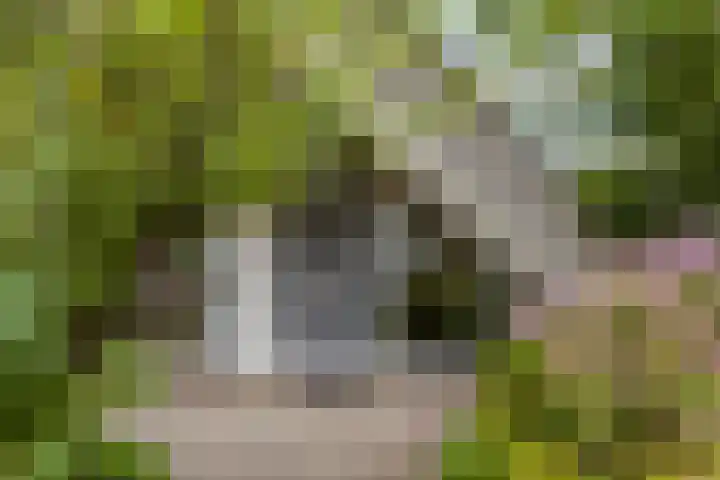 Blikakker 24 Deventer thumbnail 7
