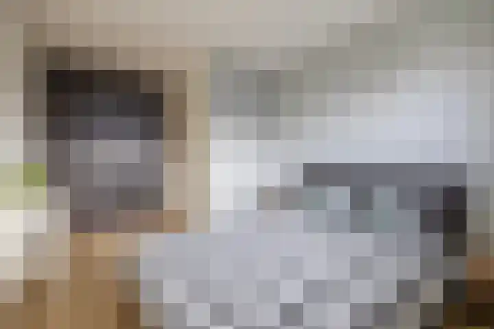 Bliksdam 10 Hierden thumbnail 19
