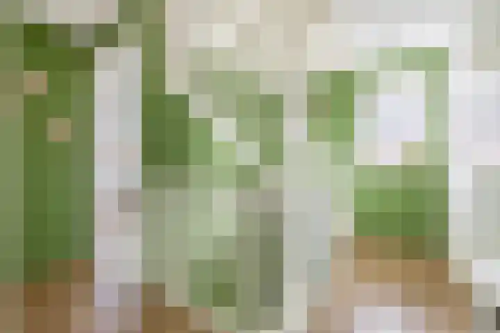 Bliksdam 10 Hierden thumbnail 23