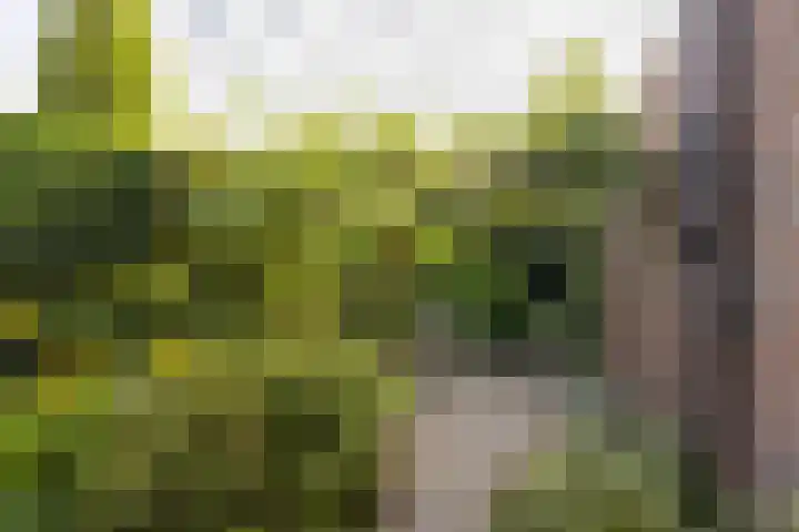 Blinde Banisweg 32 A Rijssen thumbnail 47