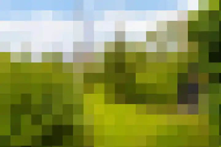 Blitsaerderleane 46 Leeuwarden thumbnail 38