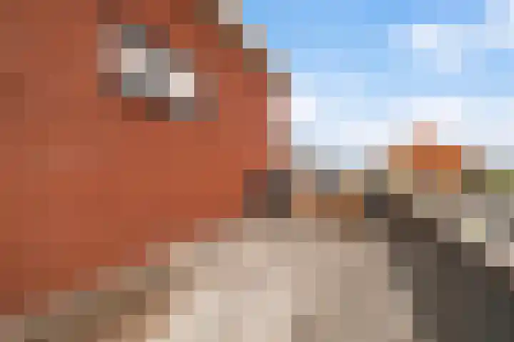 Blitsaerderleane 46 Leeuwarden thumbnail 63