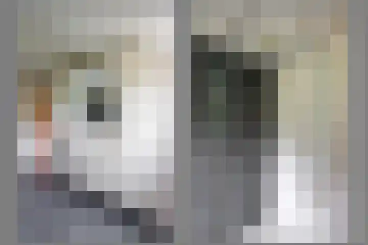 Blitterswijckseweg 3 Broekhuizenvorst thumbnail 42