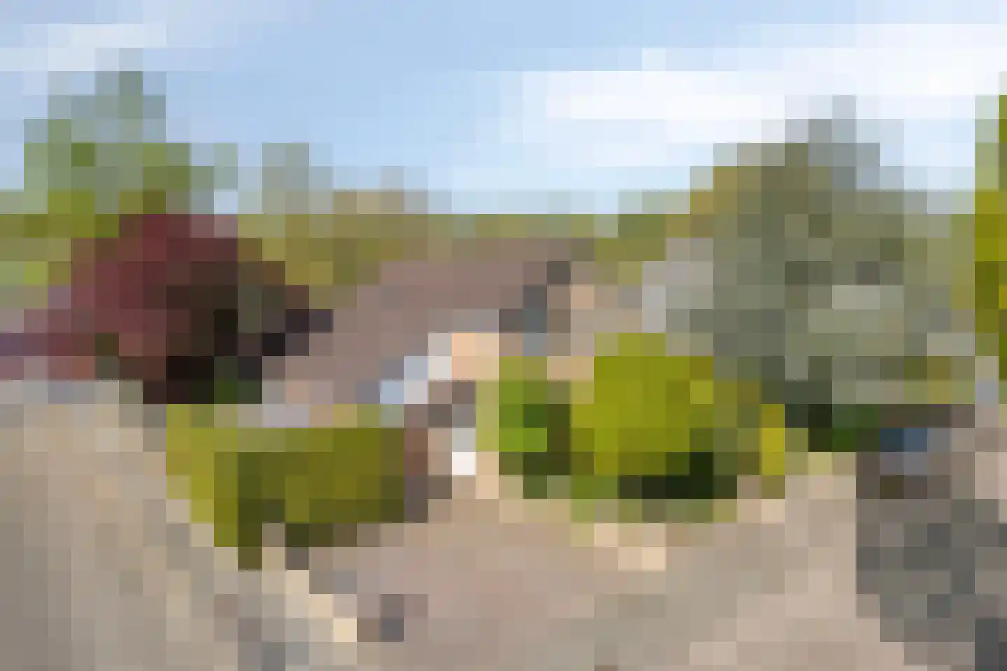 Bloedkoraal 1 Eindhoven thumbnail 52