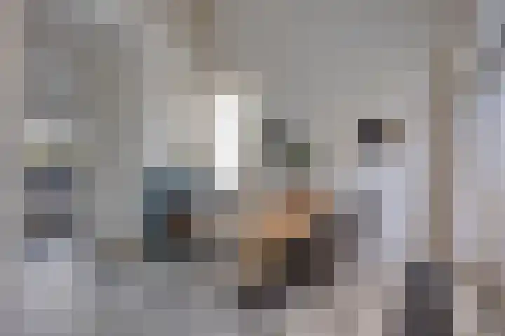 Bloedkoraal 11 Eindhoven thumbnail 13