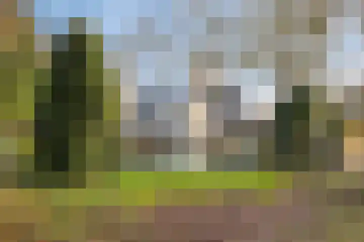 Bloedkoraal 11 Eindhoven thumbnail 41