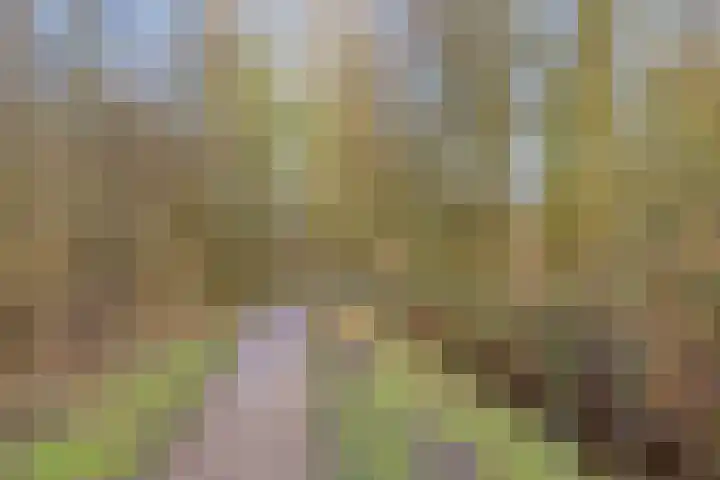 Bloedkoraal 11 Eindhoven thumbnail 42