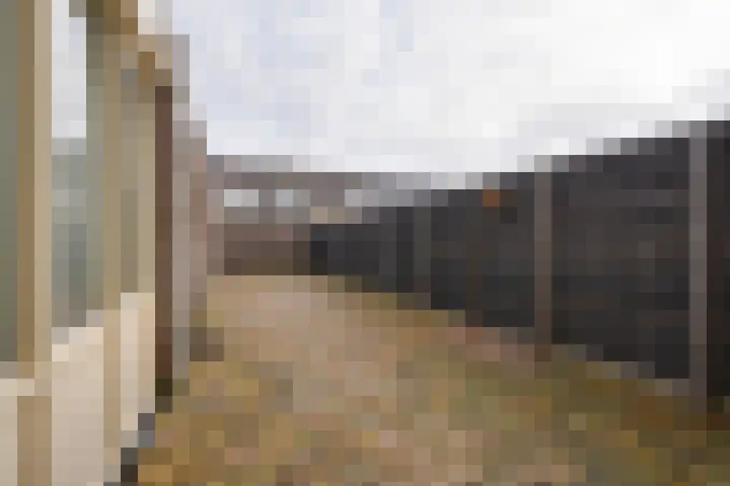 Bloedkoraal 3 Volendam thumbnail 20