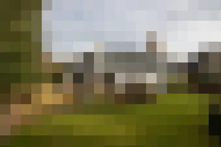 Bloedkoraal 5 Eindhoven