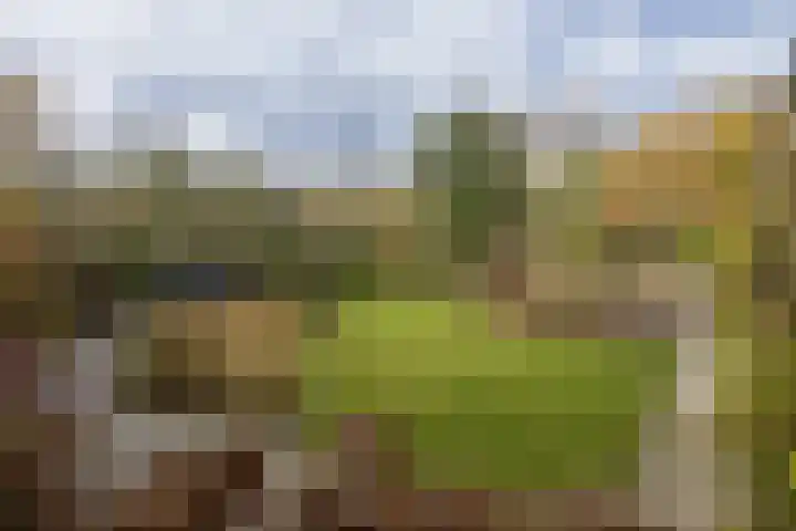Bloedkoraal 5 Eindhoven thumbnail 31