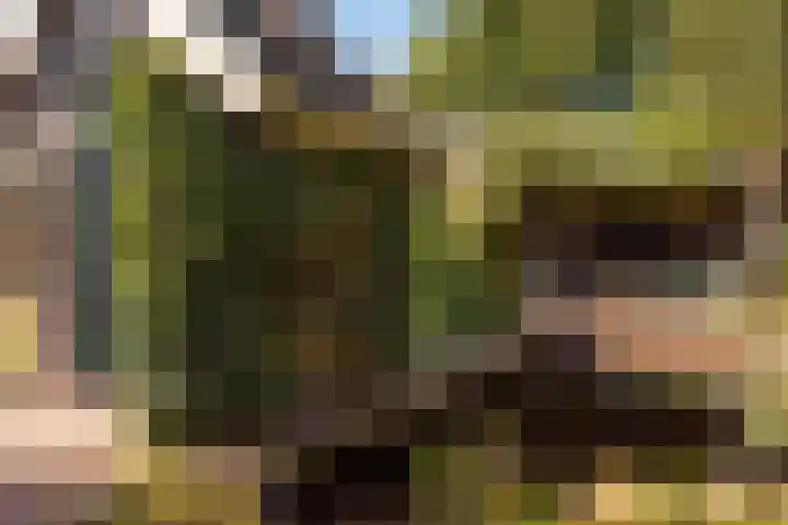 Bloemberg 1 Veeningen thumbnail 30