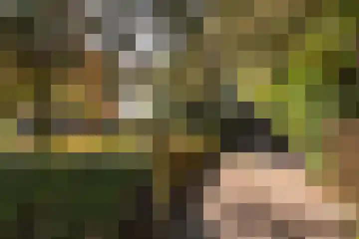 Bloemberg 1 Veeningen thumbnail 33