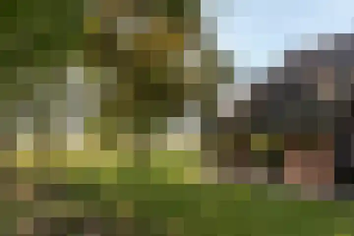 Bloemberg 1 Veeningen thumbnail 35