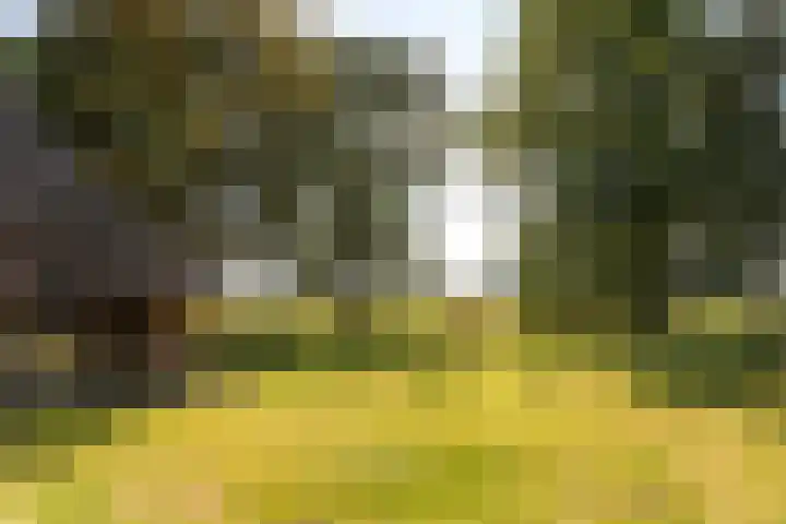 Bloemberg 1 Veeningen thumbnail 36
